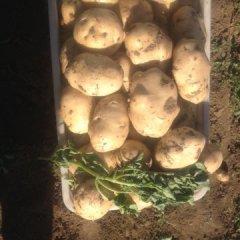 河北玉田早大白土豆产销两旺