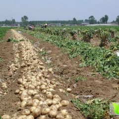 通许王新贤5月荷兰土豆大量上市