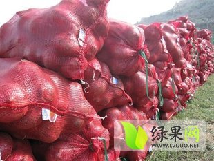 河南通许现供应大量优质洋葱