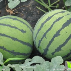 陕西渭南临渭区西瓜万亩基地