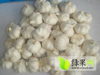2013年江苏丰县蒜苗价格