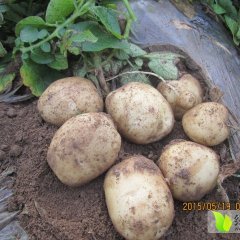 曾都唐镇李晓辉5月中薯五号土豆