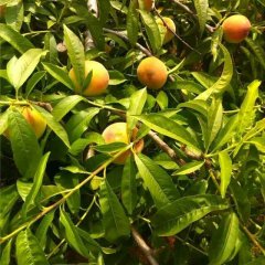 湖北宜城美脆桃蜜桃火爆招商中