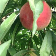 陕西蒲城冷鹏毛桃蜜桃著名品种