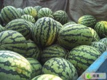 陕西蒲城锦王西瓜品质优良