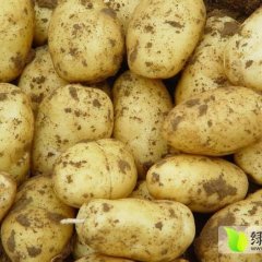 山东肥城冷储荷兰十五土豆物美价廉，欢迎选购