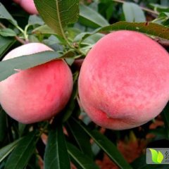 费县蜜桃营养丰富,大田巩先生诚信合作