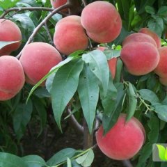 山东费县春雪蜜桃随行就市