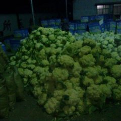 江苏铜山白面青梗松花菜