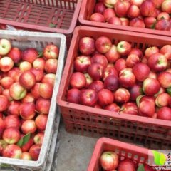 广西恭城中油5号油桃聚焦市场