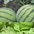 江苏新沂8424西瓜香甜可口