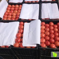 内黄西红柿早买早赚,乔庄房少勇诚信合作