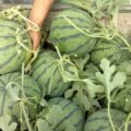 临沂市西瓜种植基地2015西瓜上市