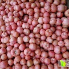 延津西红柿名优产品辛庄周瑞峰诚信合作