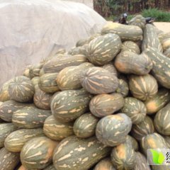 广西南瓜，每斤0.35元到0.4元！