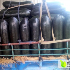 山东苍山子弹头黑皮冬瓜品质优良