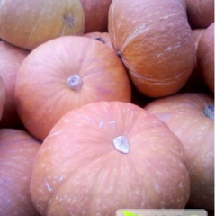 2015苍山南瓜抓住商机无限