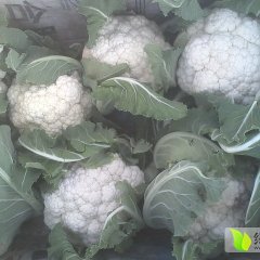 2015博爱菜花走过路过不要错过