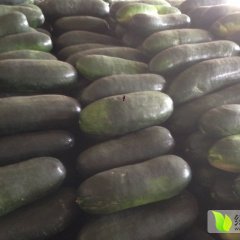 2015西乡塘冬瓜收购工作全面开展