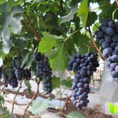 云南宾川夏黑葡萄绿色无公害