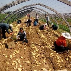 平阴孝直董宜勇5月荷兰十五土豆