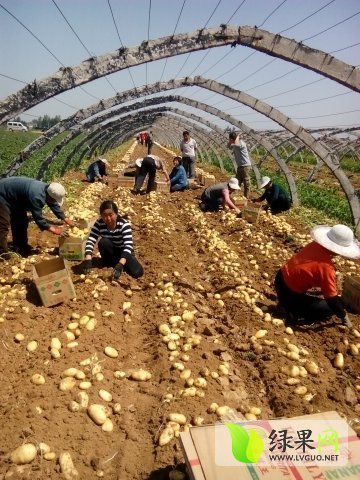 2015年山东平阴荷兰十五价格