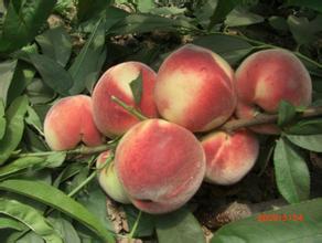 陕西毛桃价格 红不软