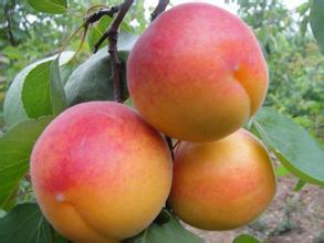 陕西大荔丰园红杏子火爆招商中