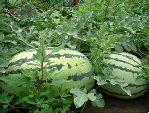 陕西长花瓜上市价格