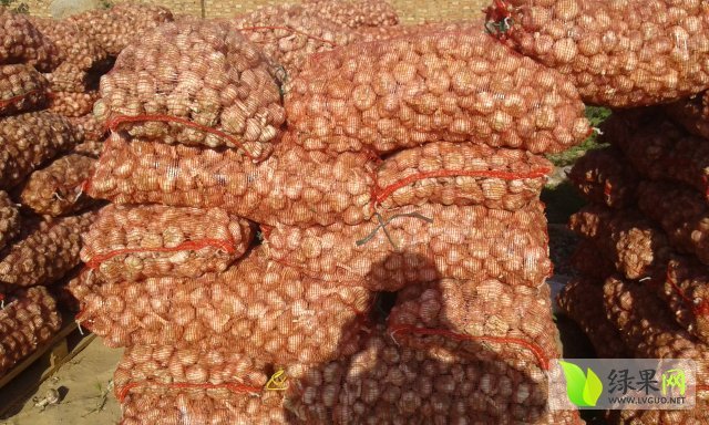 2015年河南中牟杂交蒜价格