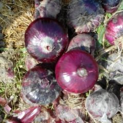 黄皮红皮洋葱 ，色泽鲜