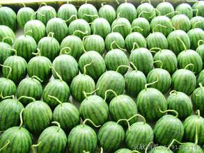 渭南西瓜火爆招商中诚信合作