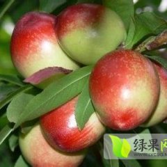 随州尚市大量供应优质油桃 (油桃代购)