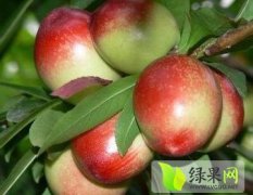 随州尚市大量供应优质油桃 (油桃代购)