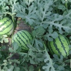 蒲城晋城梁伟科5月京欣西瓜