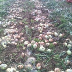 2015河南新野黄洋葱红洋葱