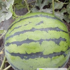 凌海西瓜火热上市右卫孙晓明诚信合作