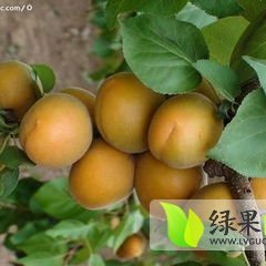 金太阳杏便宜了每斤1元收购价