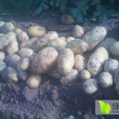 丰县荷兰土豆杨端祥诚信合作