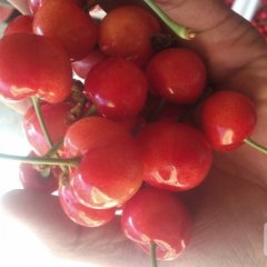 冠县樱桃产销两旺,东古么君达诚信合作