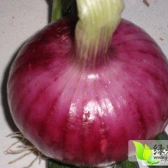 郯城红花张徐州5月红皮洋葱