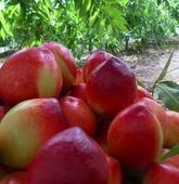 陕西大荔中油5号油桃开始供应