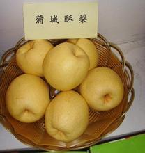 蒲城龙阳党师傅5月酥梨