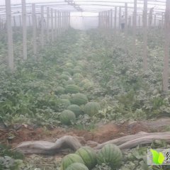 河北清苑京欣西瓜欢迎合作