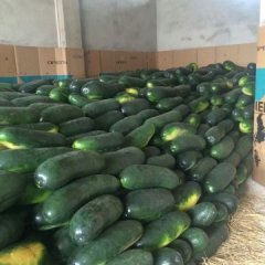 广西西乡塘子弹头黑皮冬瓜