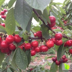 陕西省咸阳市三原县樱桃