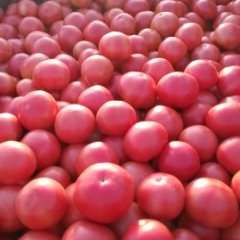 河北曲周粉西红柿：东牛屯刘长江