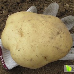 华县侯坊王现领5月中薯系列土豆