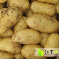 平度白沙金磊5月荷兰十五土豆