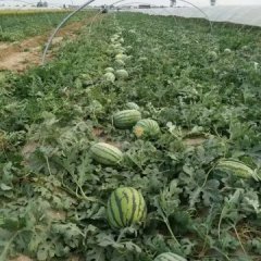 2015蒲城西瓜俏销大江南北